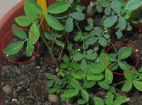 foto di Foglia di Medicago sativa