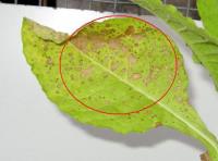 foto di Foglia di Nicotiana tabacum