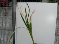 foto di Gladiolus gandavensis