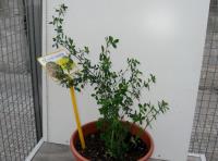 foto di Medicago sativa