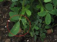 foto di Foglia di Medicago sativa