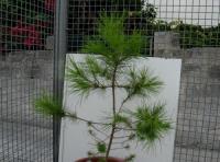 foto di Pinus sp.