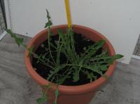 foto di Taraxacum officinale