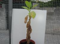 foto di Nicotiana tabacum
