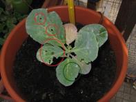 foto di Brassica oleracea