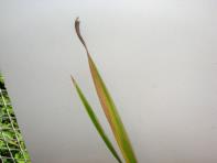 foto di Foglia di Gladiolus gandavensis