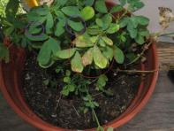 foto di Foglie di Medicago sativa