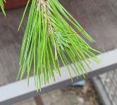 foto di Foglie di Pinus pinea