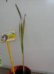 foto di Gladiolus gandavensis