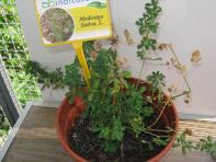 foto di Medicago sativa
