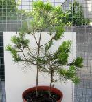 foto di Pinus pinea