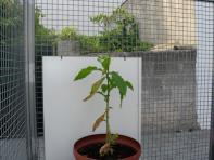 foto di Nicotiana tabacum