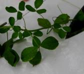 foto di Foglie di Medicago sativa