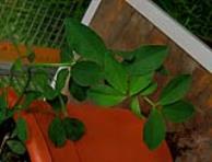 foto di Foglie di Medicago sativa