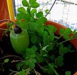 foto di Medicago sativa