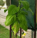 foto di Nicotiana tabacum, cv.BelW3