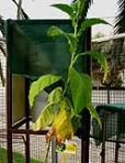 foto di Nicotiana tabacum, cv.BelW3