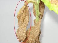 foto di Foglia di Nicotiana tabacum