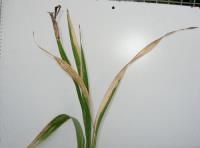 foto di Foglie di Gladiolus gandavensis