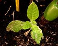 foto di Nicotiana tabacum, cv.BelW3