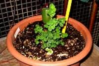foto di Medicago sativa