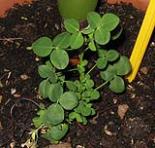foto di Medicago sativa
