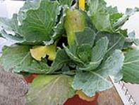 foto di Brassica oleracea