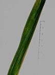 foto di Foglia di Gladiolus gandavensis