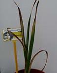 foto di Gladiolus gandavensis