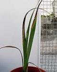 foto di Gladiolus gandavensis