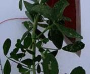 foto di Foglie di Medicago sativa