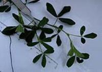 foto di Foglie di Medicago sativa