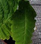 foto di Foglia di Nicotiana tabacum