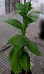foto di Nicotiana tabacum, cv.BelW3