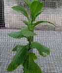 foto di Nicotiana tabacum, cv.BelW3