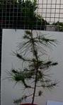 foto di Pinus pinea