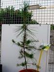 foto di Pinus pinea