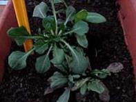 foto di Taraxacum officinale