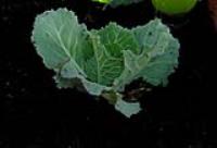 foto di Brassica oleracea