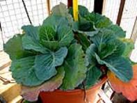 foto di Brassica oleracea
