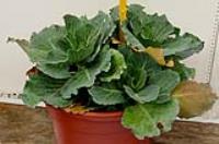 foto di Brassica oleracea