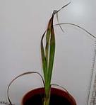 foto di Gladiolus gandavensis
