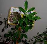 foto di Foglie di Medicago sativa