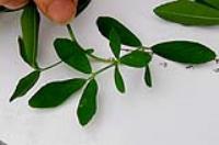 foto di Foglie di Medicago sativa