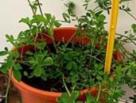 foto di Medicago sativa