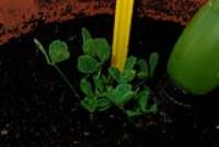 foto di Medicago sativa