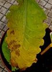 foto di Foglia di Nicotiana tabacum