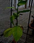 foto di Nicotiana tabacum, cv.BelW3