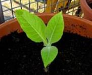 foto di Nicotiana tabacum, cv.BelW3