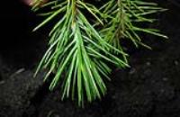 foto di Foglie di Pinus pinea